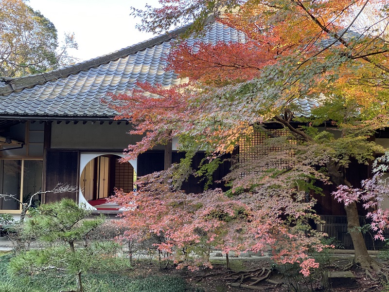 明月院の丸窓から見た風景