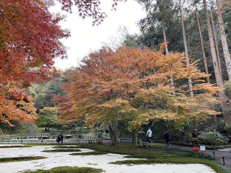 明月院本堂裏庭園の風景写真