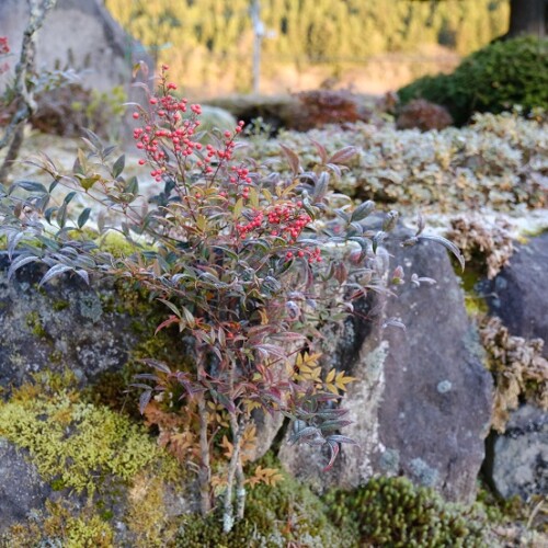 冬の庭の赤南天の風景写真