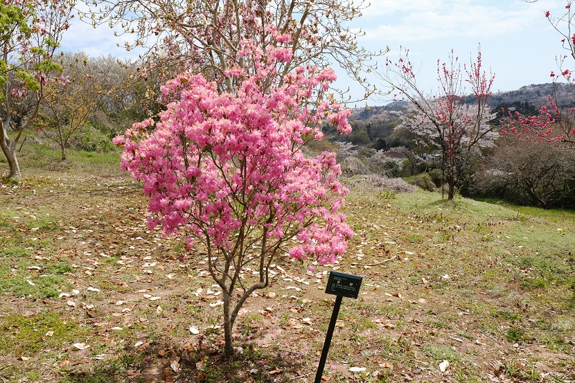 多聞山のはなたれ桃の写真