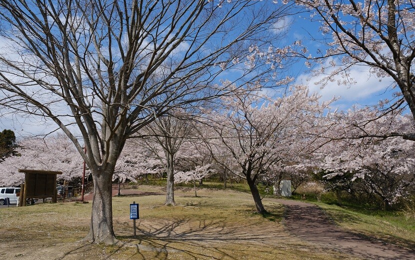 多聞山の桜の写真