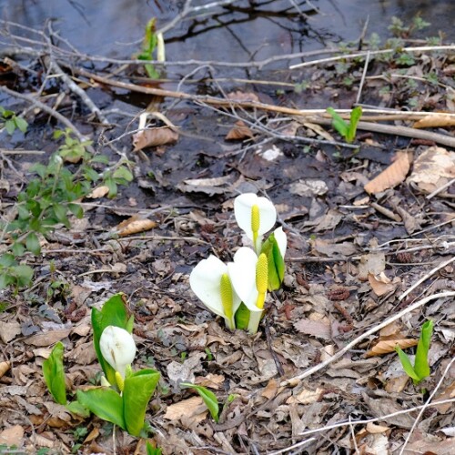 フジ-pro3で撮影の栗駒山の水芭蕉の写真