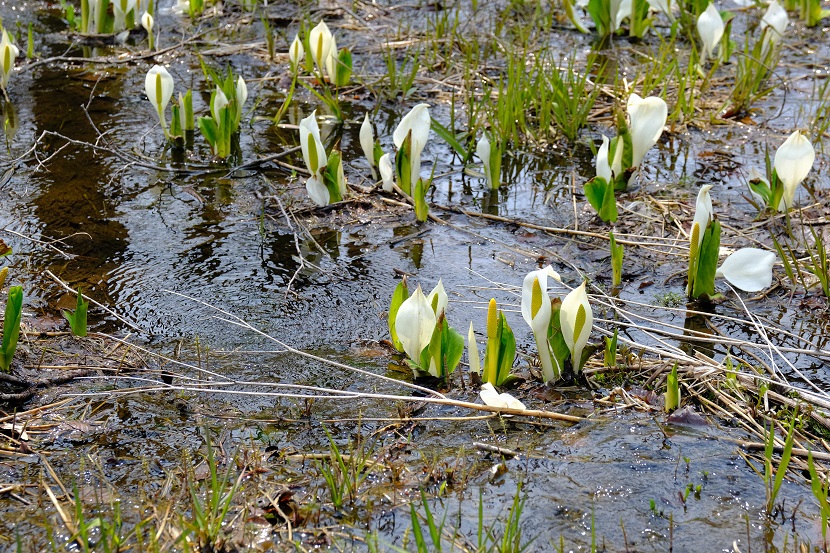 フジ-pro3で撮影の栗駒山の水芭蕉の写真