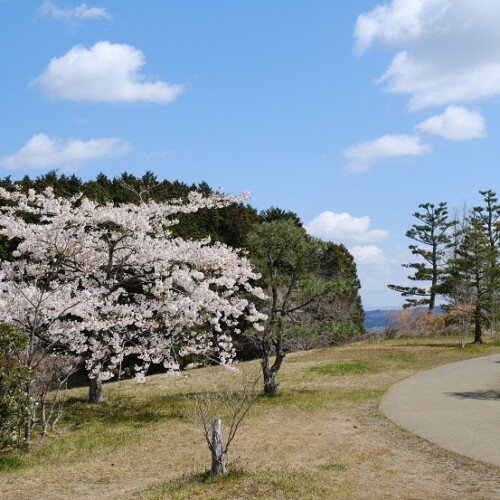 x-pro3で撮影の西行戻しの松公園の桜の写真