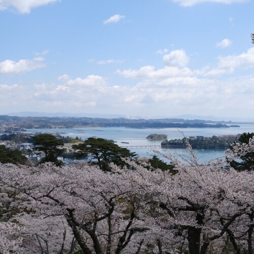 x-pro3で撮影の西行戻しの松公園の桜の写真