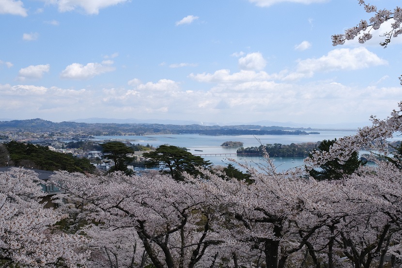 x-pro3で撮影の西行戻しの松公園の桜の写真