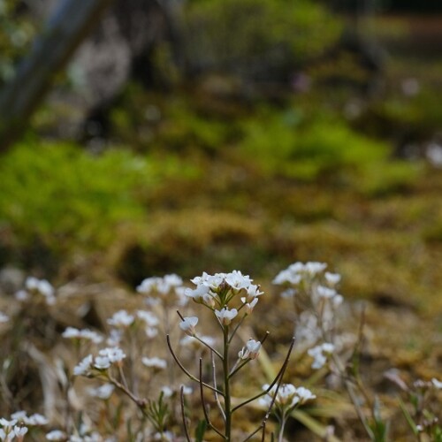 x-pro3で撮影の庭の植物の写真