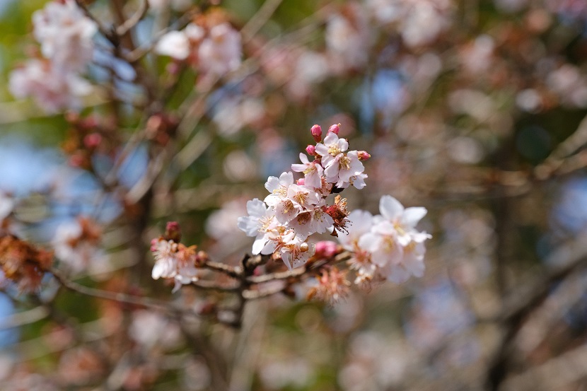 塩釜神社境内内の桜の花の写