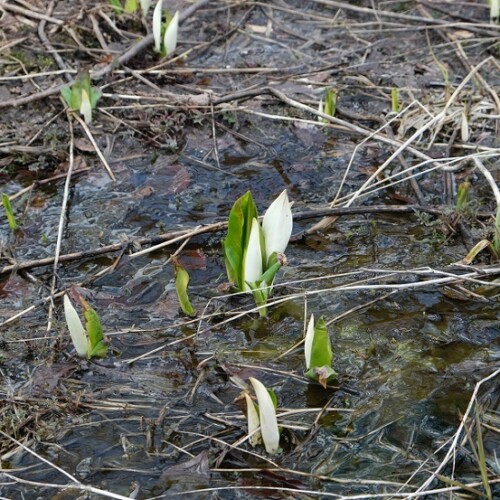 栗駒山の水芭蕉の4月の写真