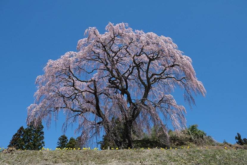 三春の滝桜の写真