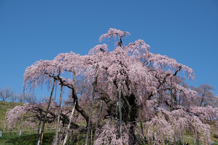 福島県三春の滝桜の写真