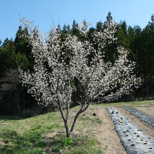 我が家の畑のわきに咲いた梅の花の写真