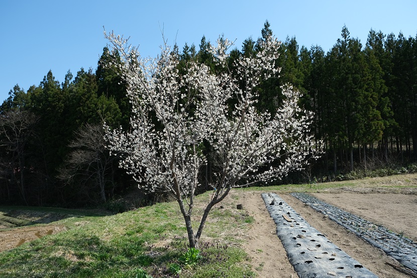 我が家の畑のわきに咲いた梅の花の写真