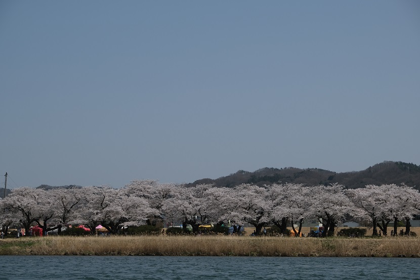 展勝地の桜の写真