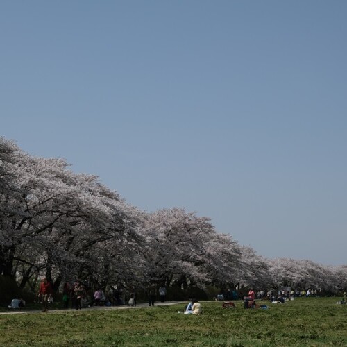 展勝地の桜の写真