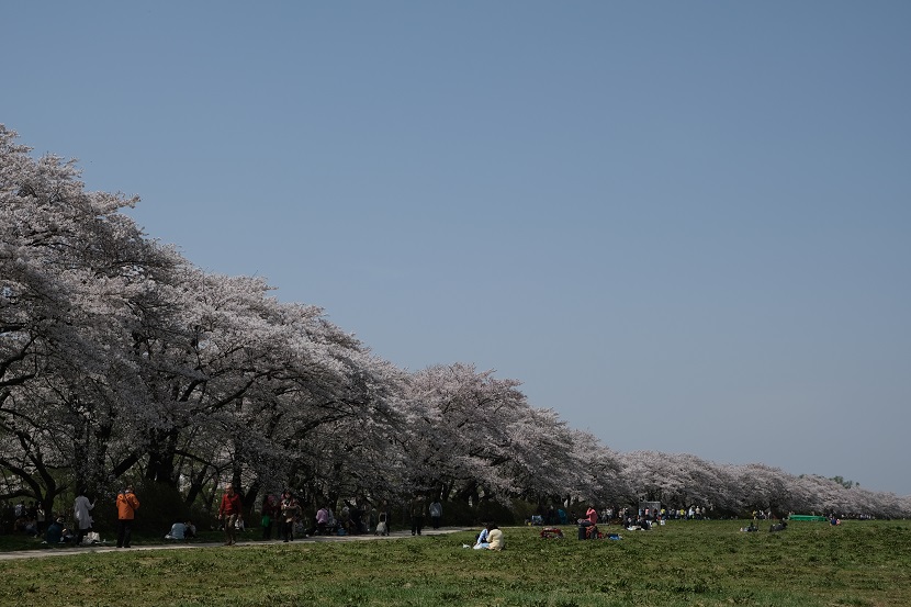 展勝地の桜の写真