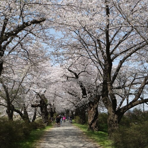 展勝地の桜の写真