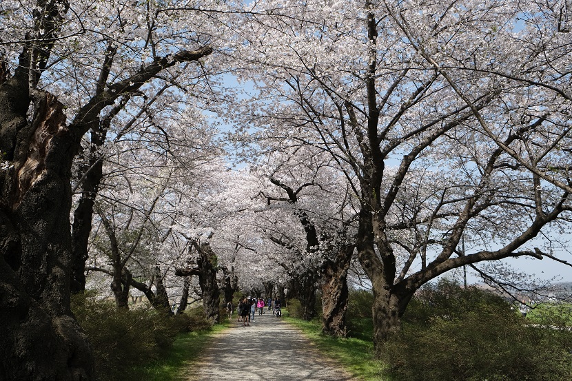 展勝地の桜の写真