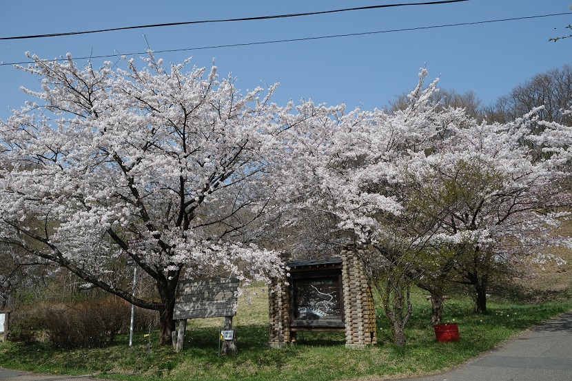 展勝地の桜の写真