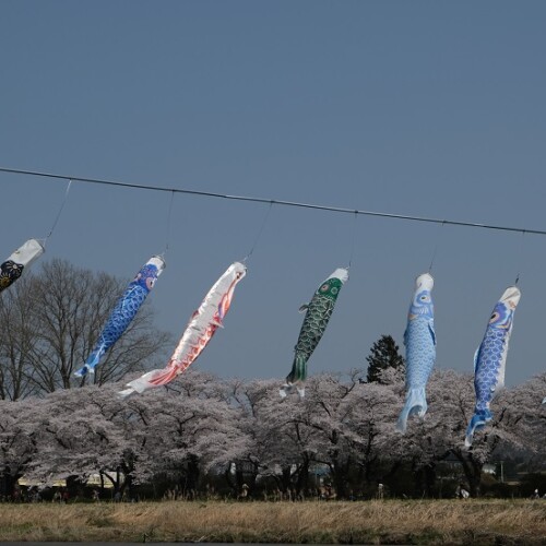 展勝地の鯉のぼりの写真