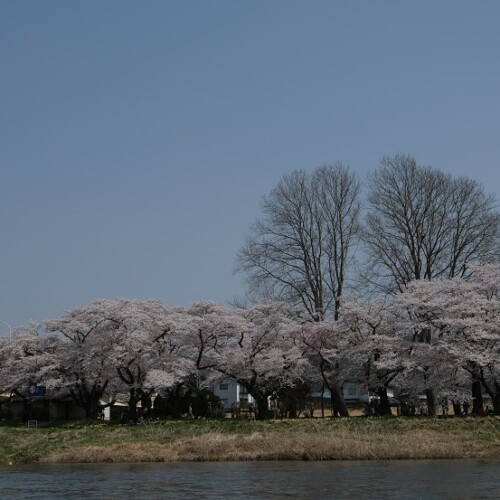 展勝地の桜の写真