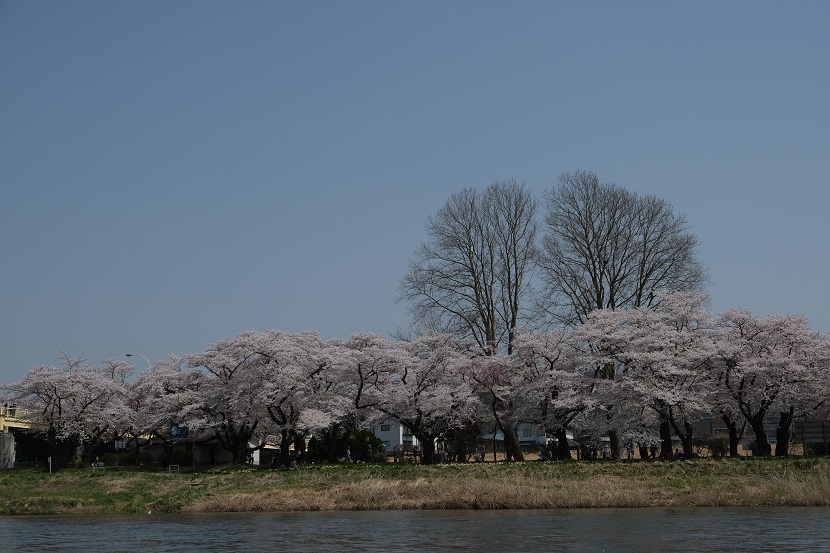 展勝地の桜の写真