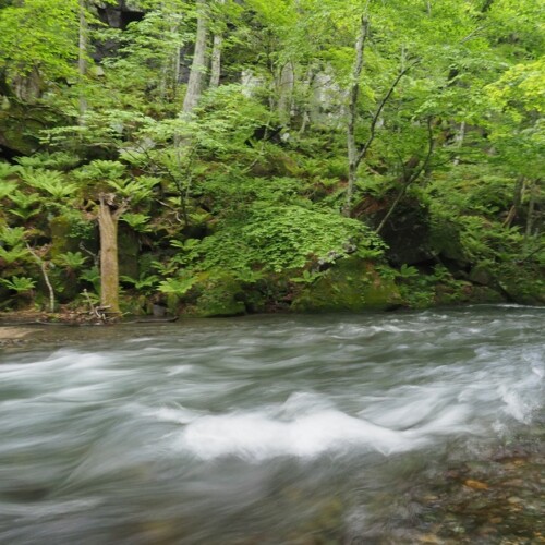 奥入瀬渓流の5月の写真