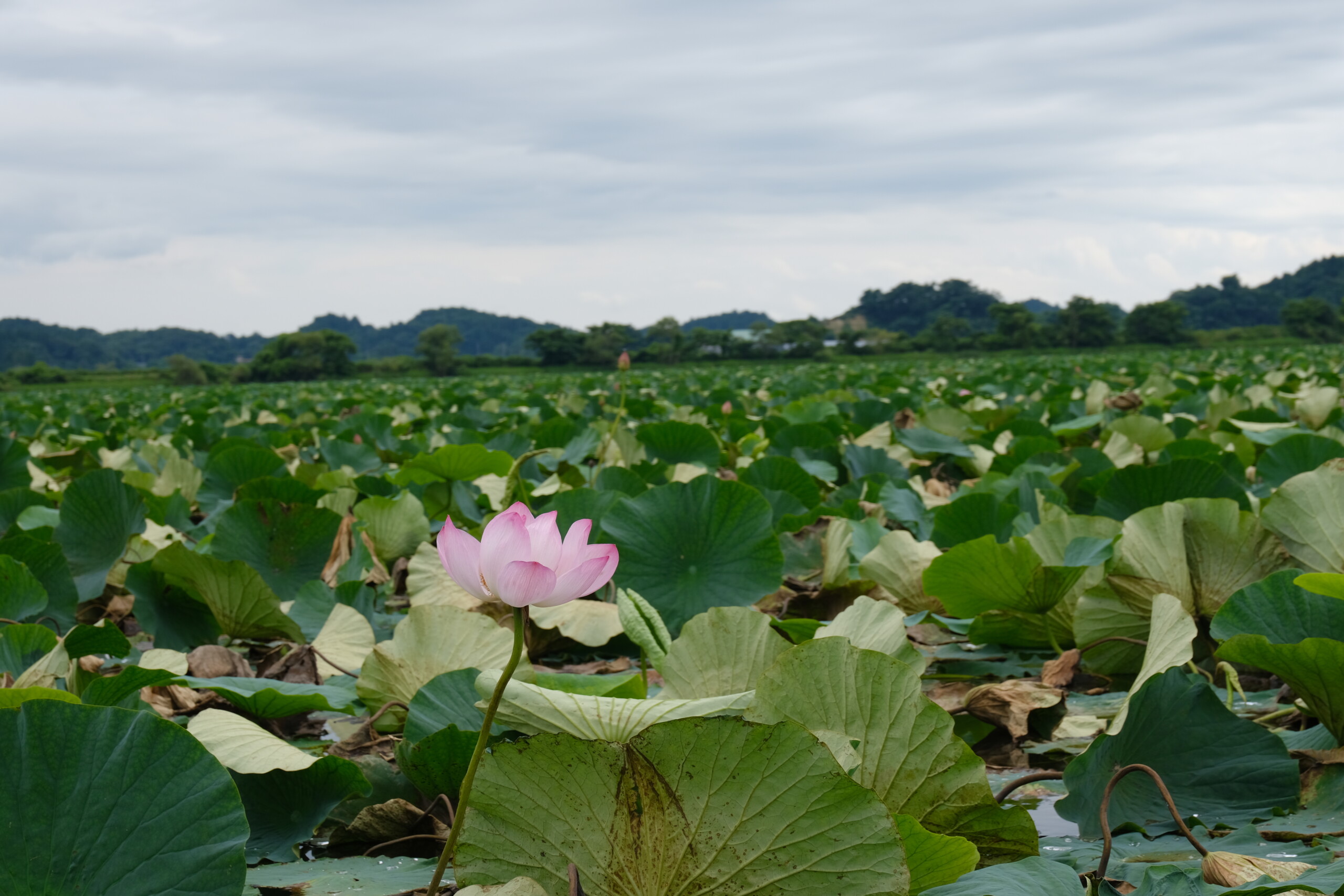 宮城県伊豆沼のハスの写真