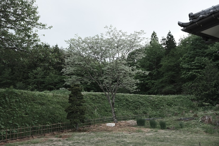 自宅庭の槐の木の春の写真