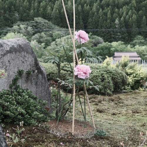 庭の牡丹の花の写真