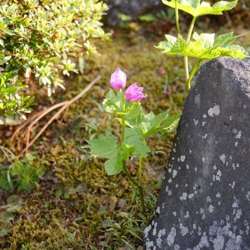 庭の草花の写真