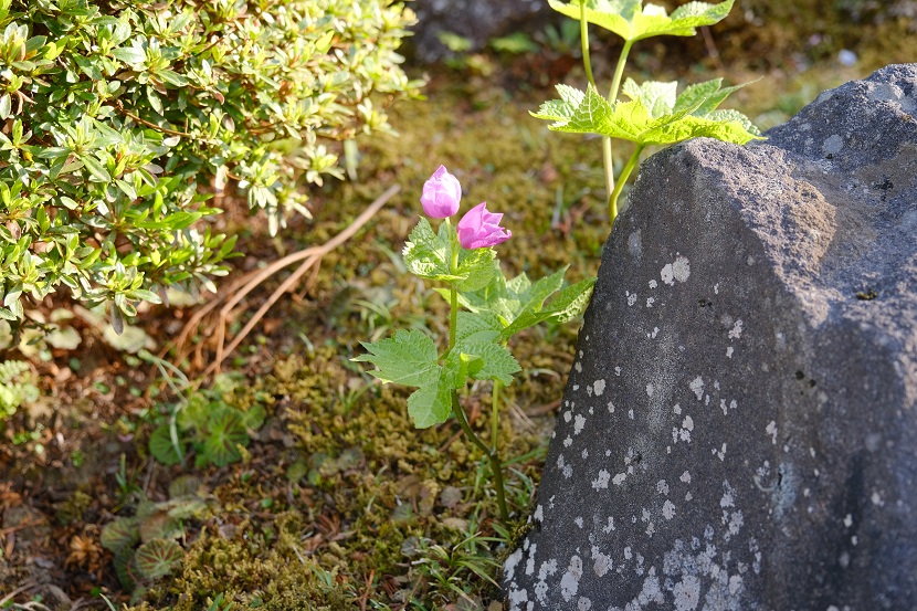 庭の草花の写真