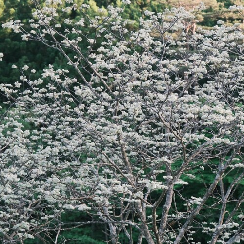 槐の木の春の風景