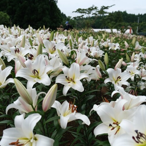 宮城県一迫のユリ園の写真