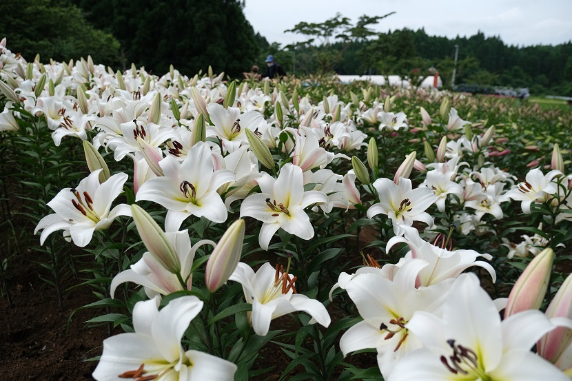 宮城県一迫のユリ園の写真