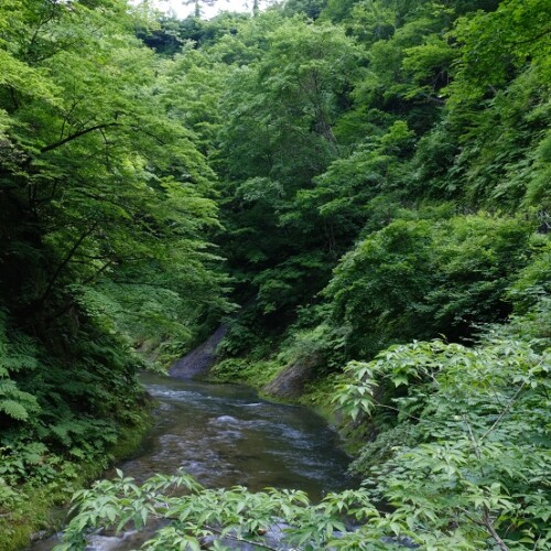 鳴子渓谷の7月の風景写真