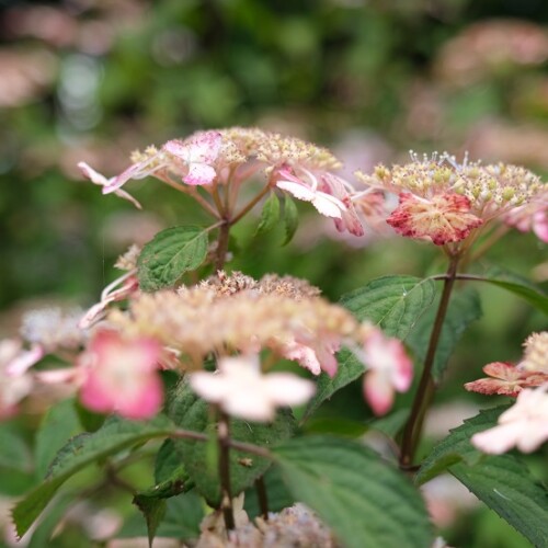 アジサイの花の写真