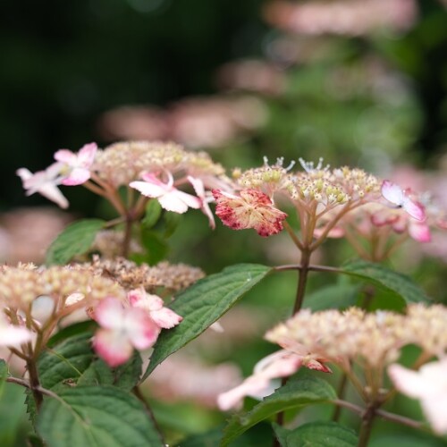 アジサイの花の写真