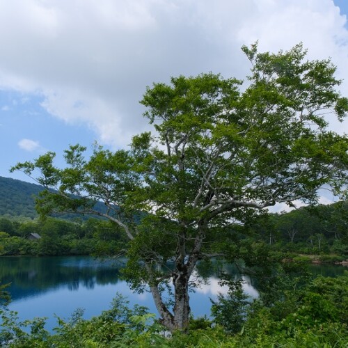 須川湖の夏の風景写真