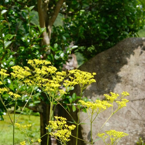 庭の花・7月の写真