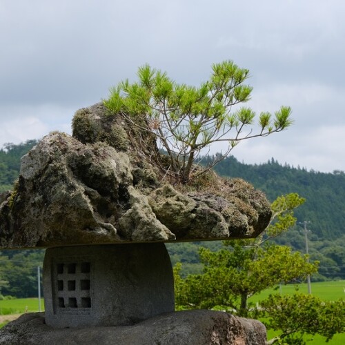 自宅庭の草花の写真