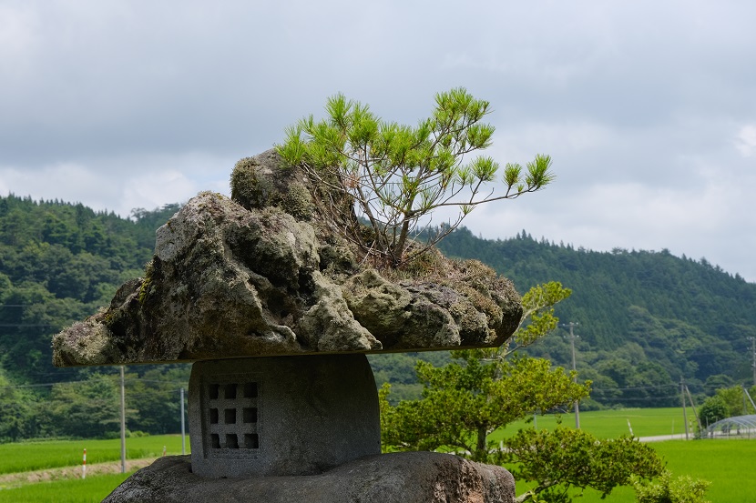 自宅庭の草花の写真