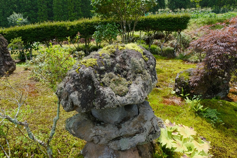 自宅庭の草花の写真