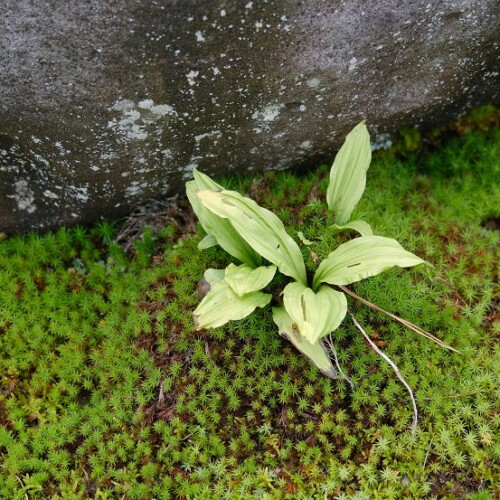 自宅庭の草花の写真