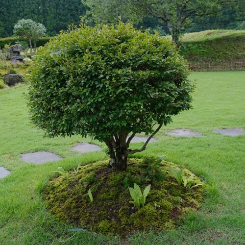 庭の夏の風景写真