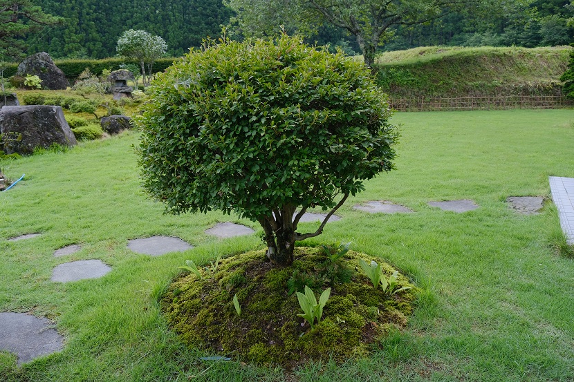 庭の夏の風景写真