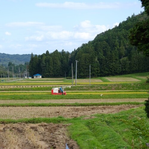 秋の稲刈りの風景写真