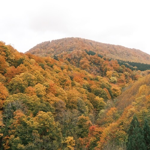 栗駒山須川側の紅葉の写真