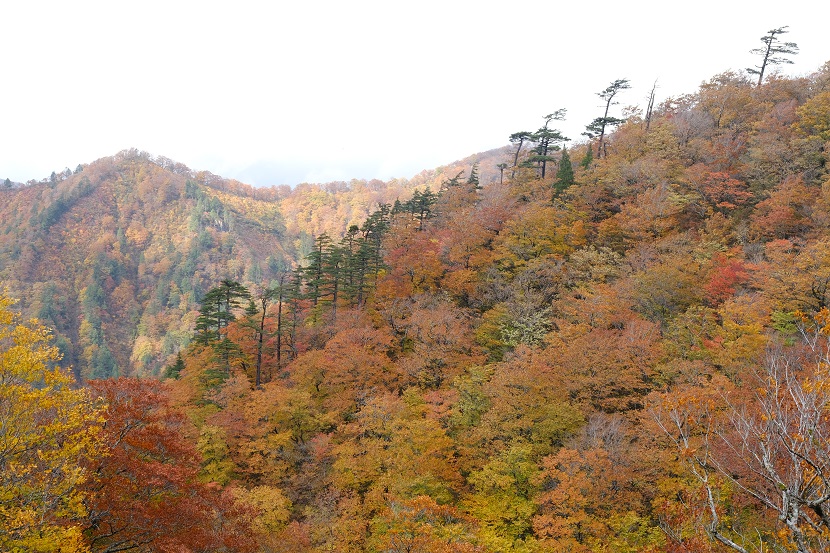 栗駒山須川側の紅葉の写真