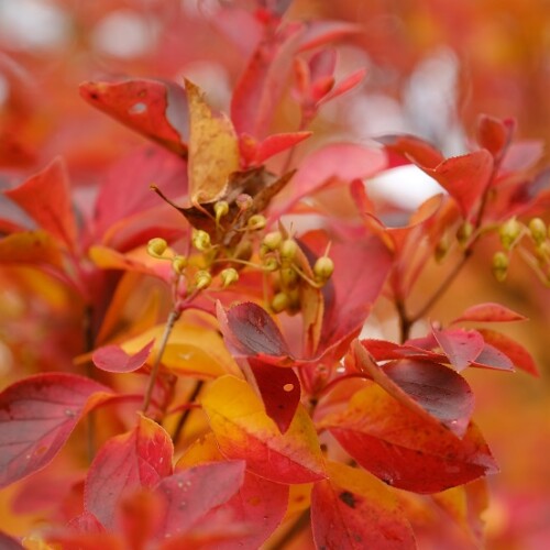 栗駒山須川湖の紅葉の写真